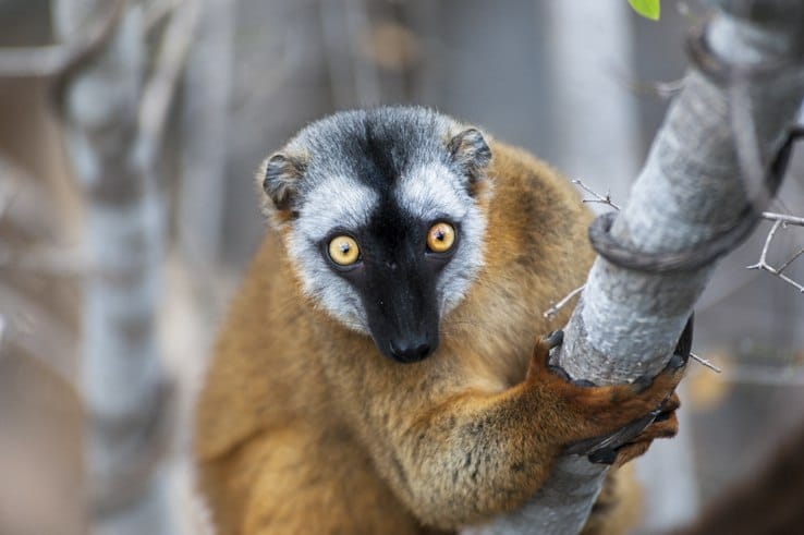 Little Tsingy Brown Lemur