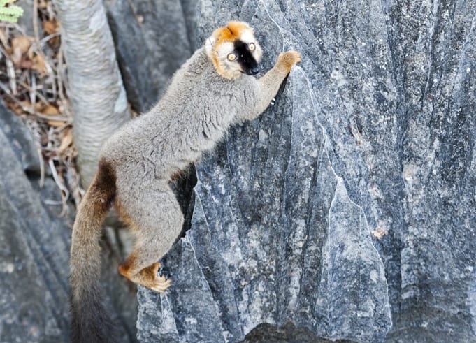 tsingy de bemaraha brown lemur