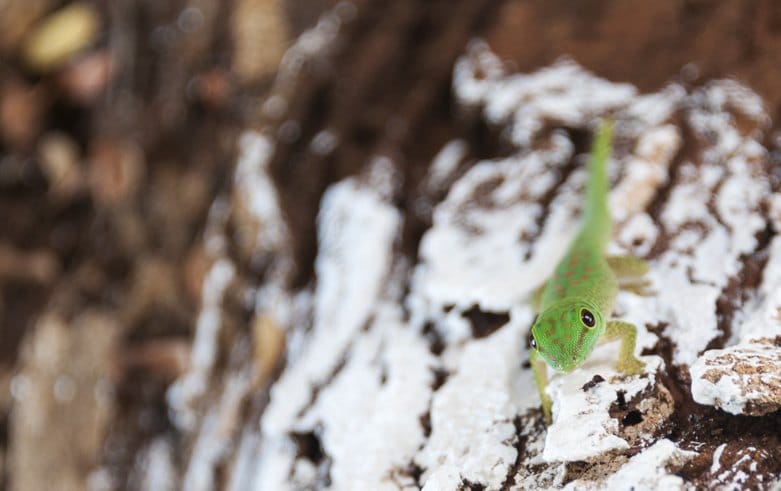 Madagascar Tsingy Green Gecko