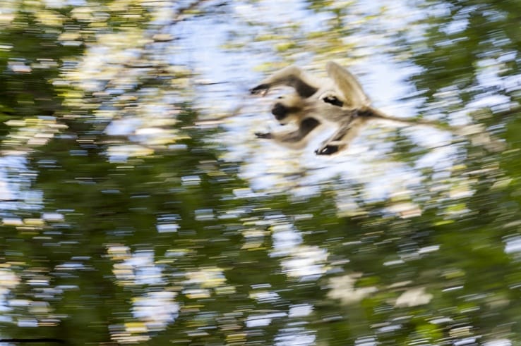 Tsingy de Bemaraha leaping lemur