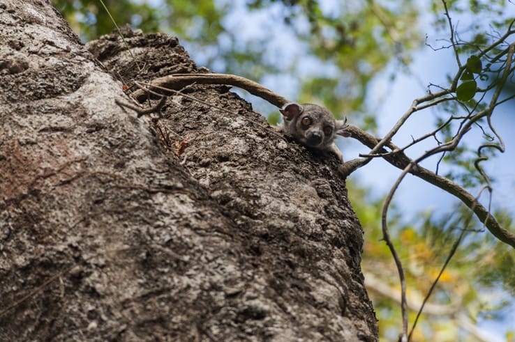 Little Tsingy Nocturnal Lemur Head