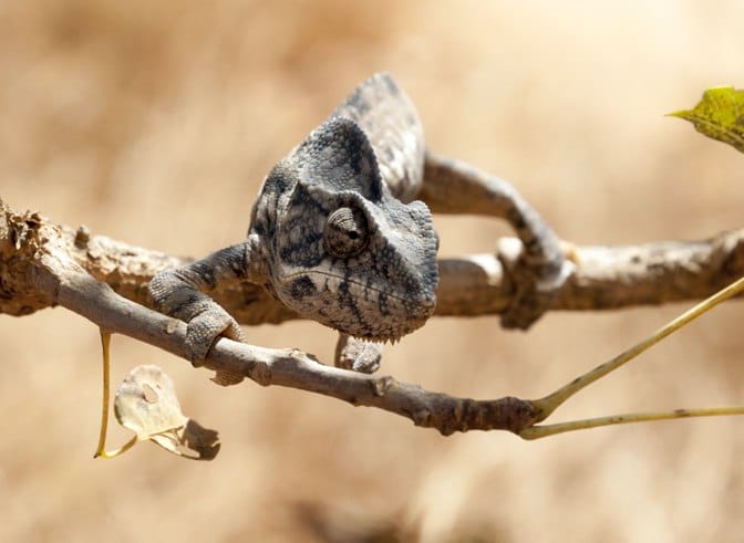 Andringitra National Park Chameleon