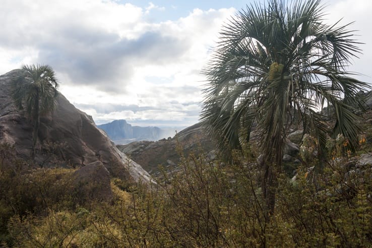 Palms Andringitra National Park