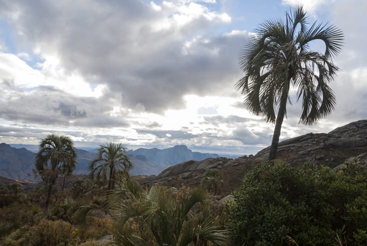 Andringitra national park palms