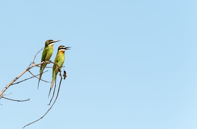 two green birds Madagascar Bee Eaters