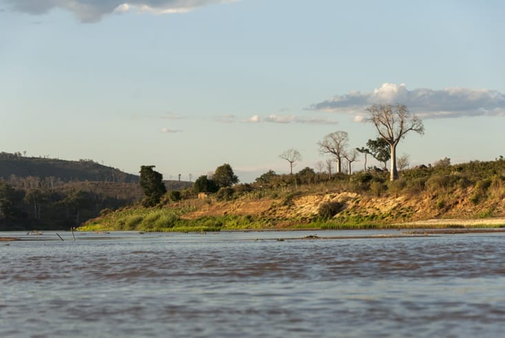 Madagascar Tsiribihina River baobabs