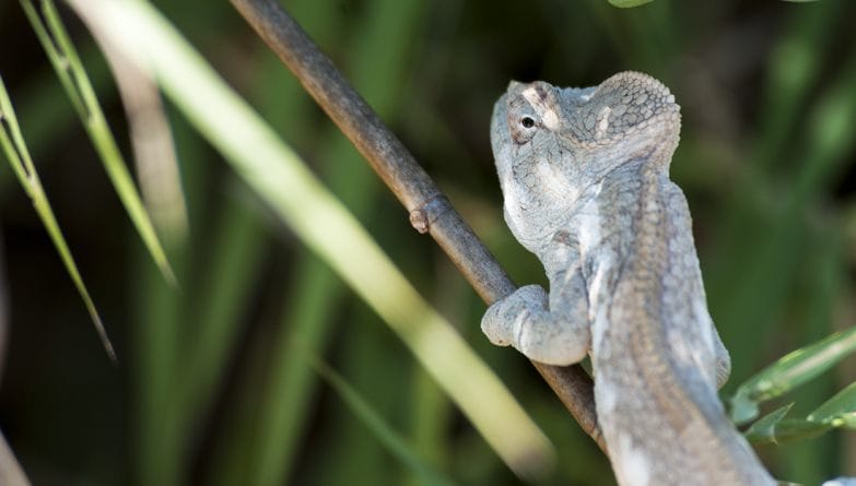 Madagascar Tsiribihina River Chameleon