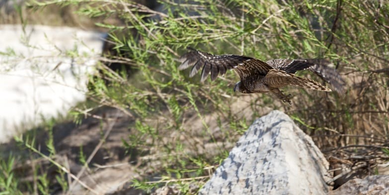fisher eagle flying