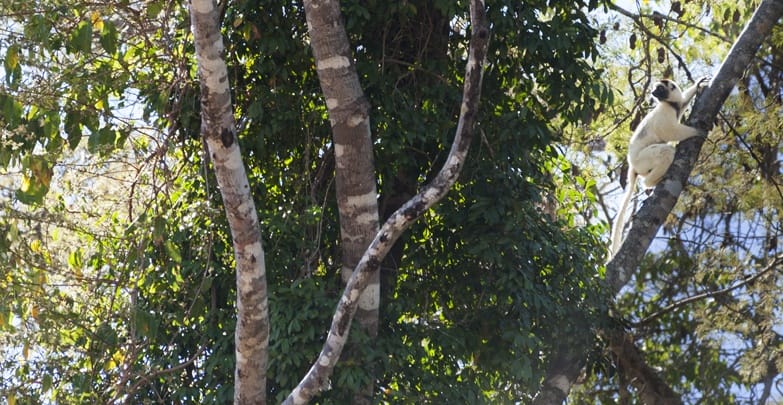 coquerel's sifaka tsiribihina river