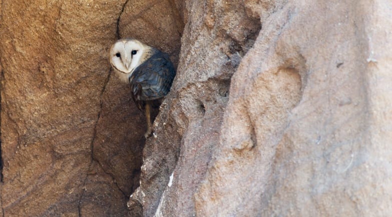 Tsiribihina River Masked Owl