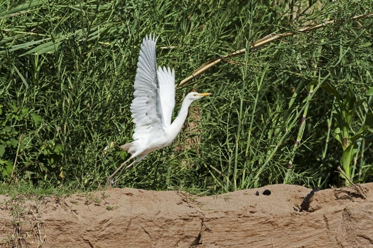 white heron take off