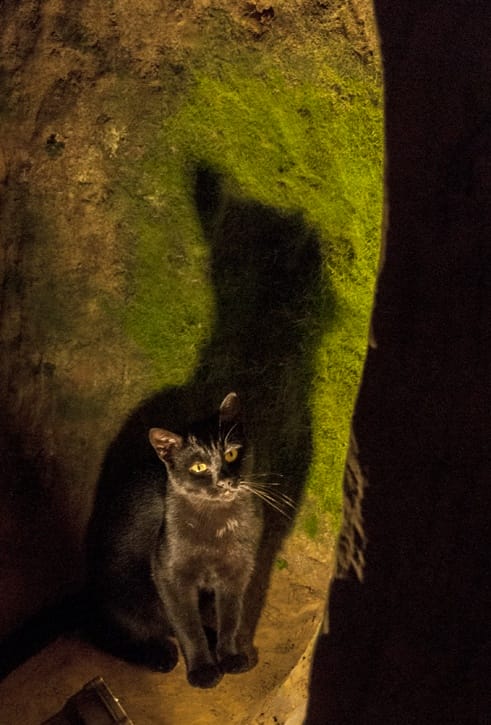 underground black cat shadow