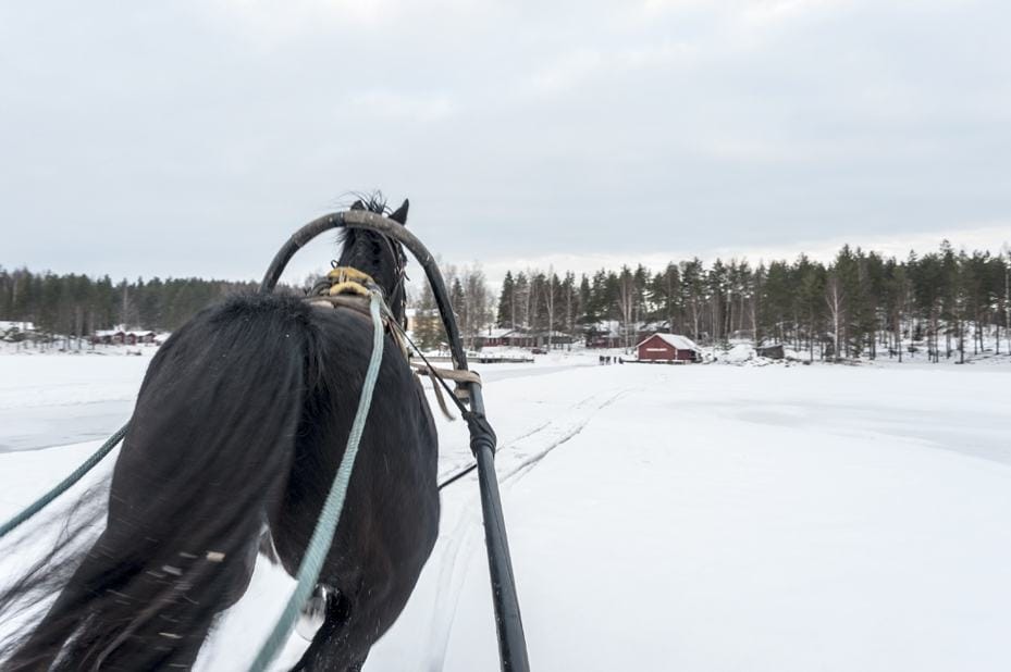 Behind the Horse sled mikkeli finland