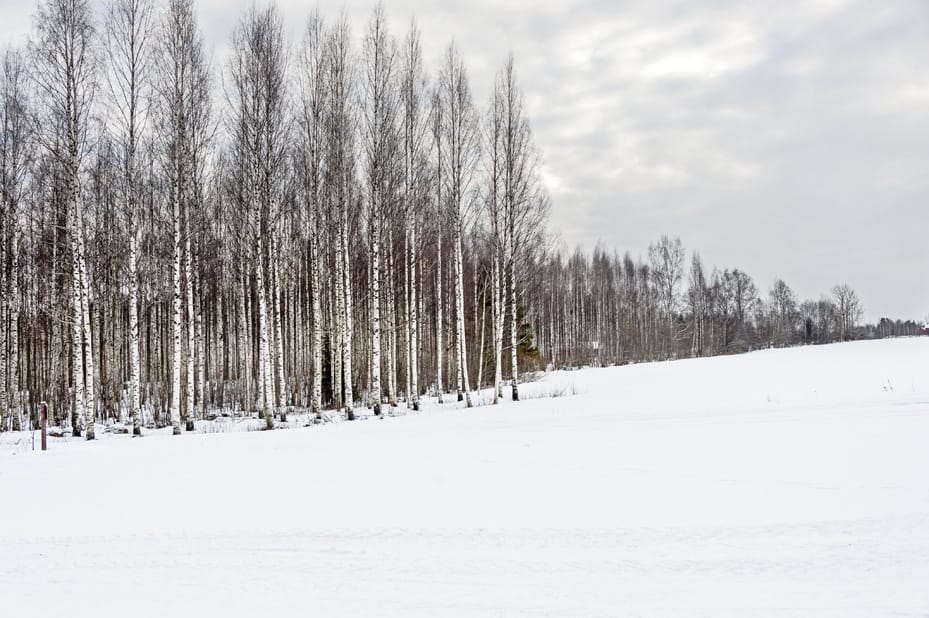 Frozen snow forest mikkeli winter
