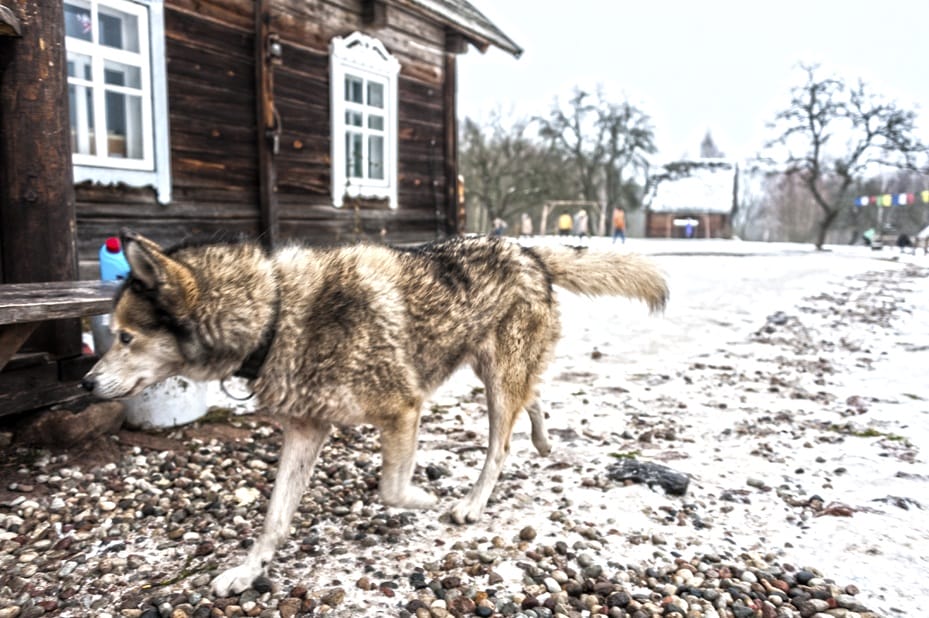 dog and wooden home lithuania