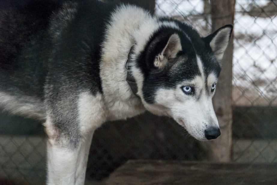 Lithuania Dogs Blue Eyes