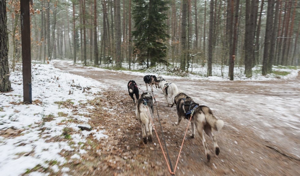 dog sledding in lithuania running