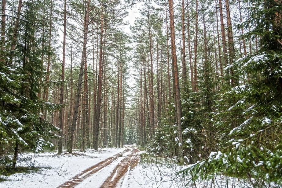 lithuania snowy forest