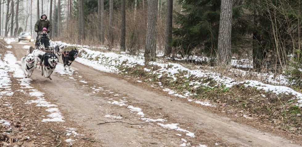 Dogsledding in Lithuania no snow