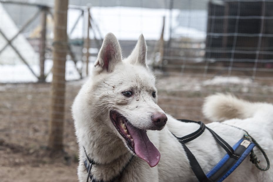 white husky muddy face