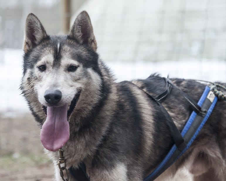 grey husky tongue out