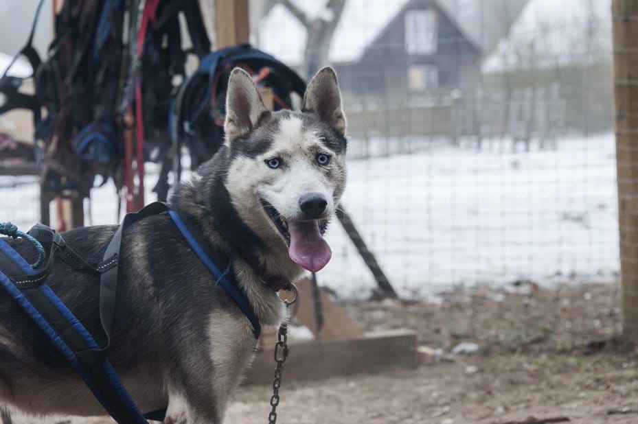 husky Dog happy lithuania