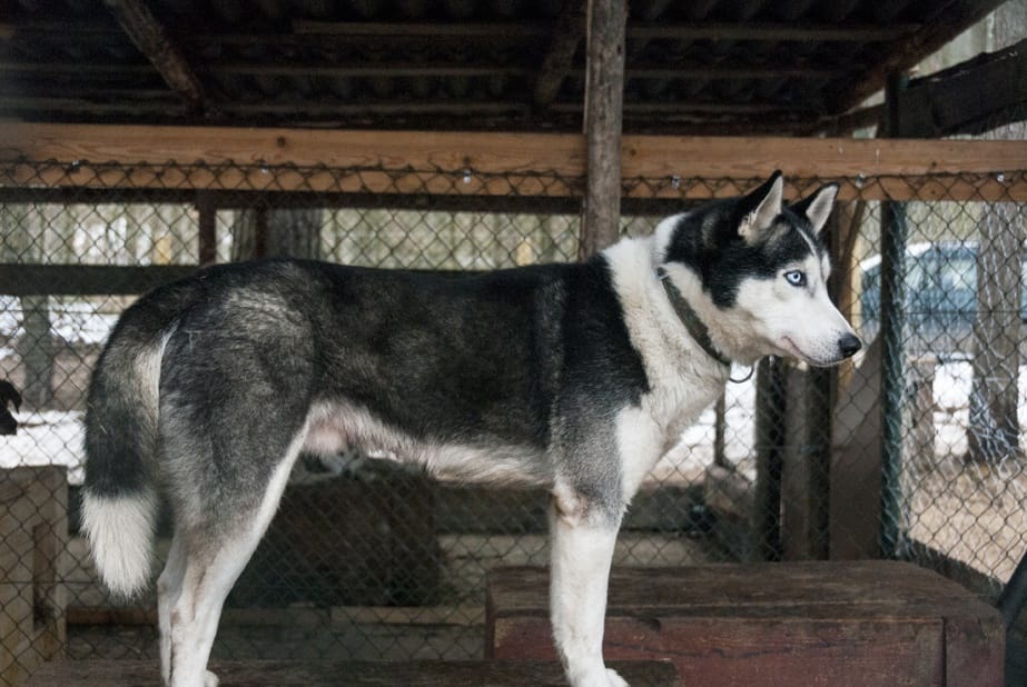 husky Dogs kennel lithuania