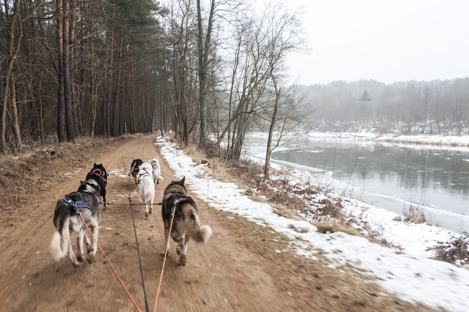 dog sledding in Lithuania river