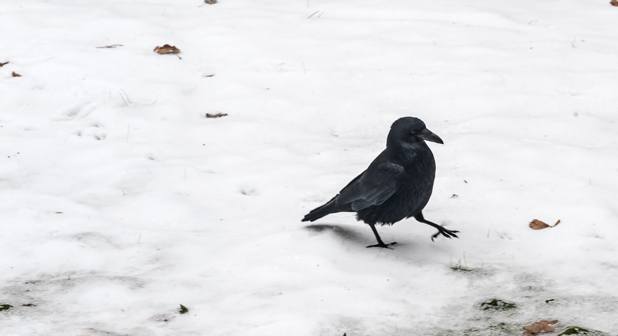 raven in the snow lausanne switzerland
