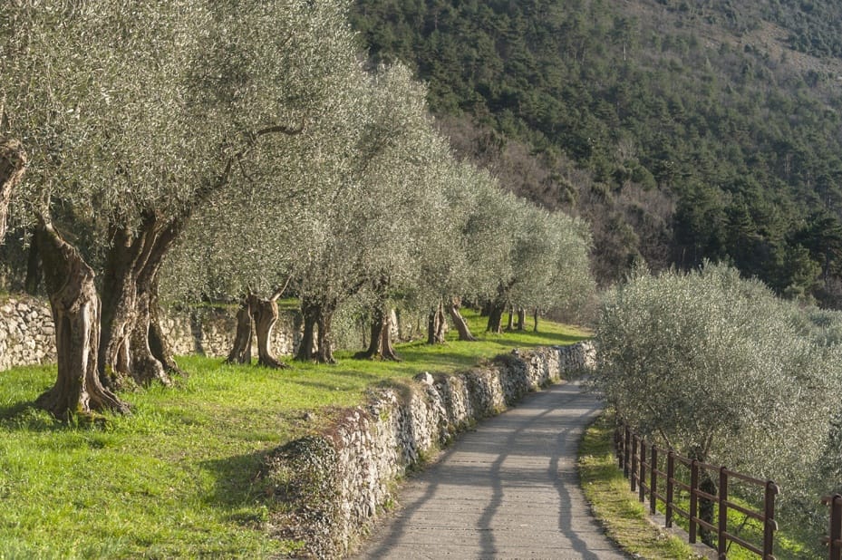 lake garda olive trees