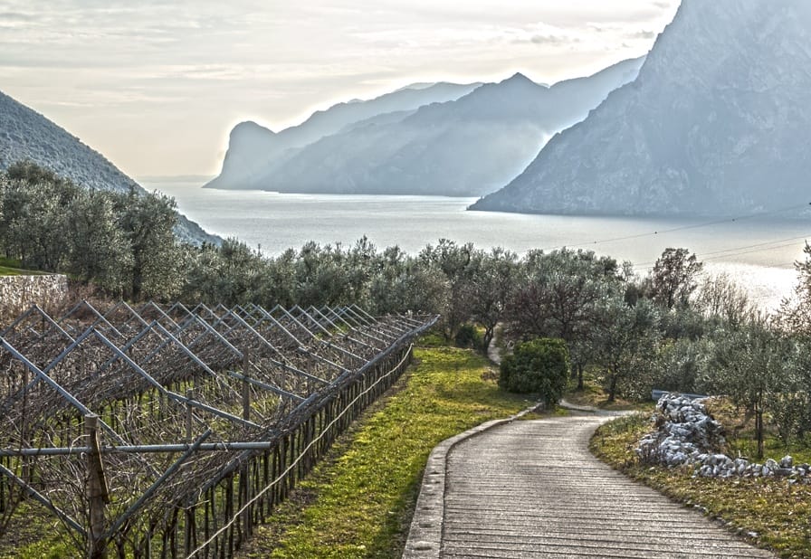 olive trees lake garda