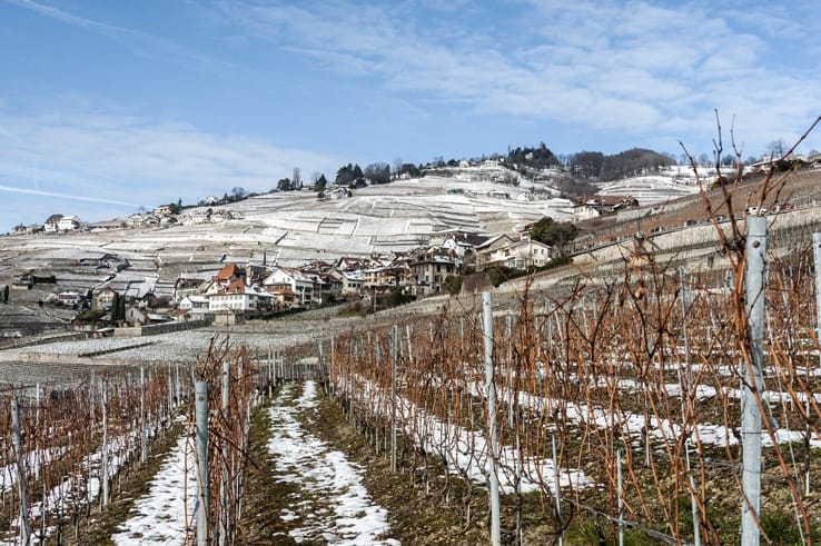 vineyards lavaux view