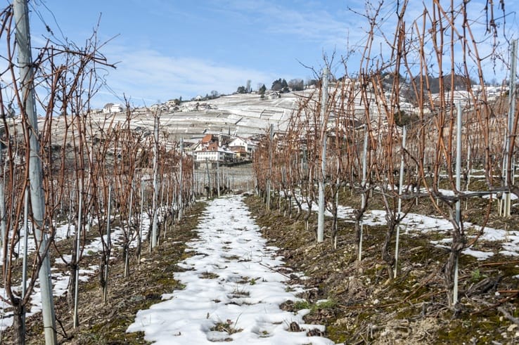 vineyards lavaux snow