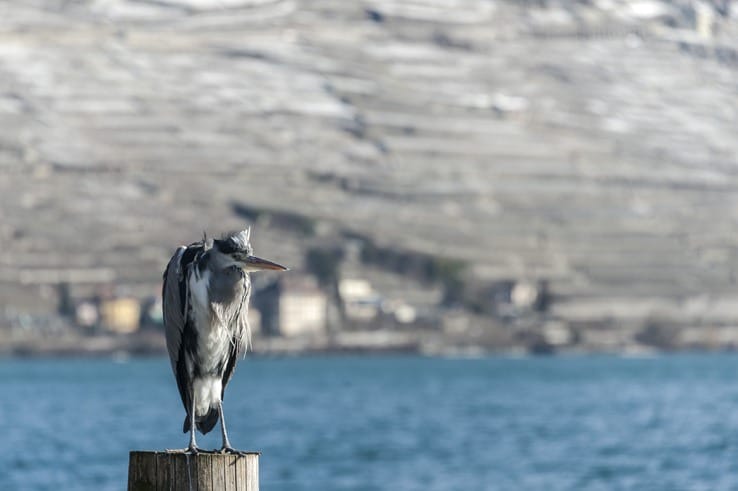 heron lake geneva lavaux