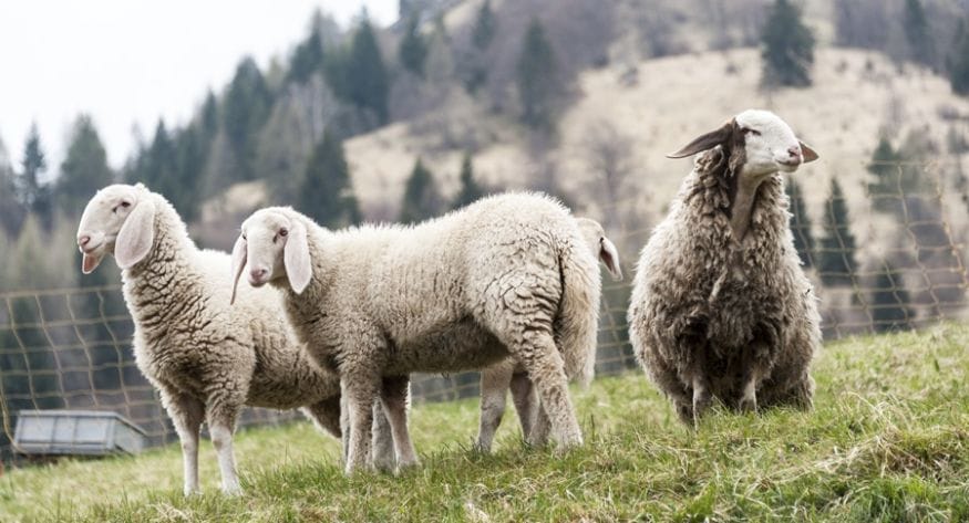 sheep carnia alps italy