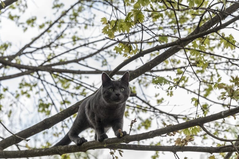 certosino cat on tree
