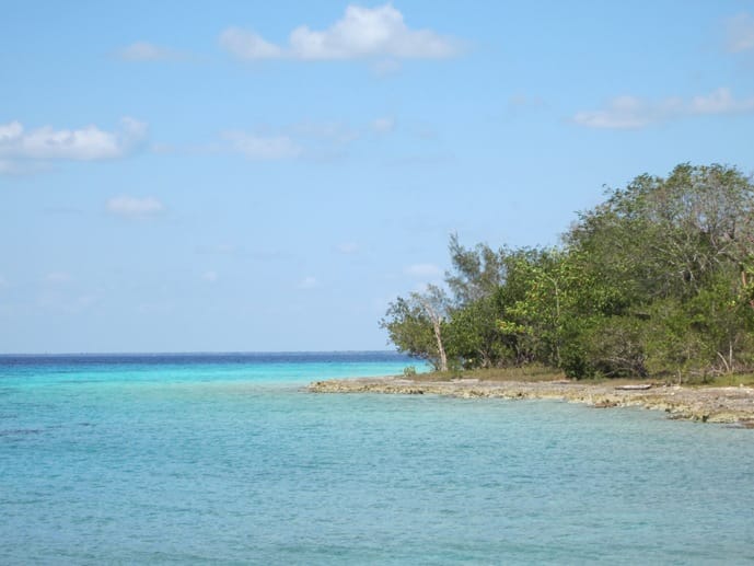 mangrove beach cuba