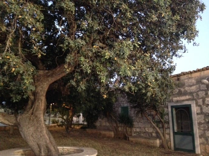 masseria posto di blocco albero