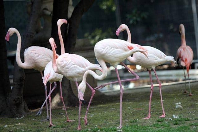 pink flamingos Milan