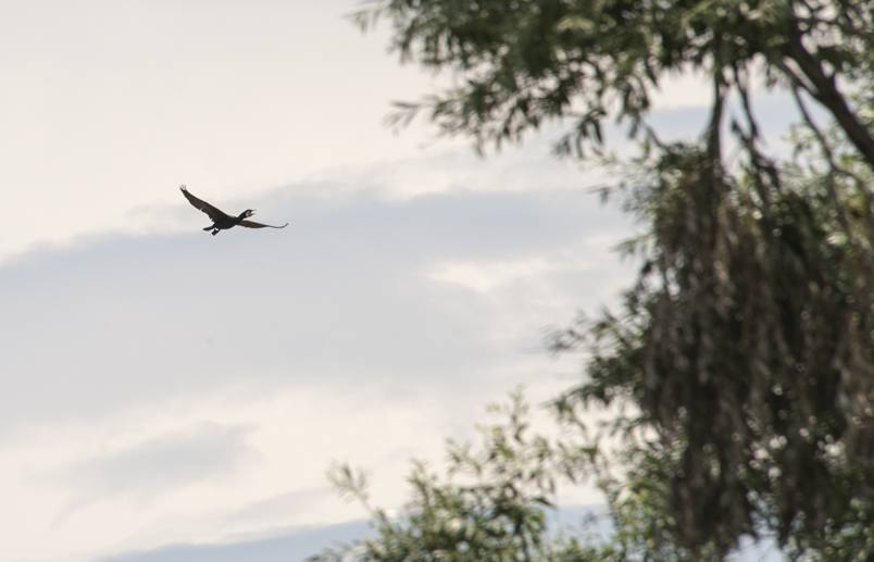 cormorant flying delta po