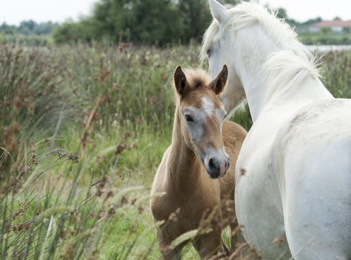 camargue horse baby ferrara