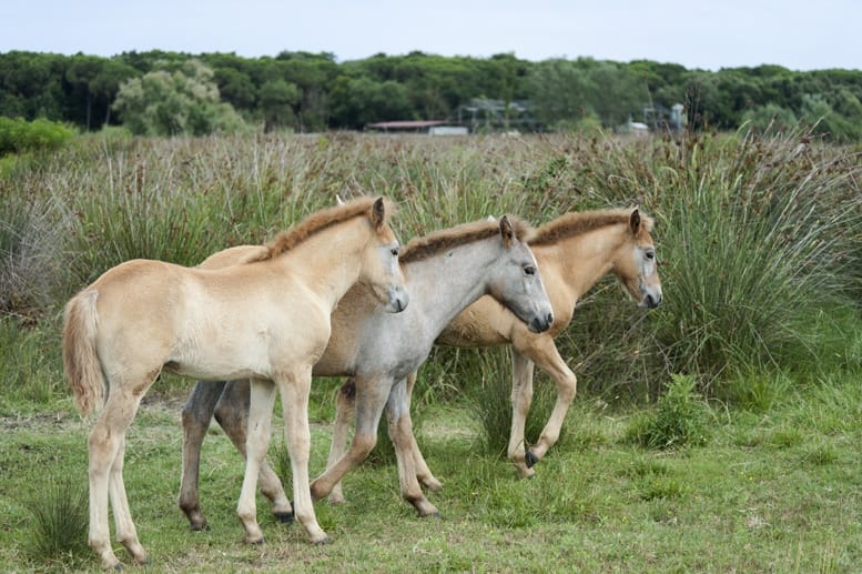 little camargue horses reeds