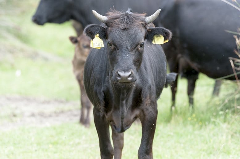 black bull staring comacchio