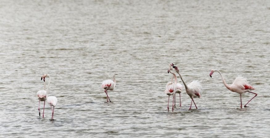 kissing flamingos po delta