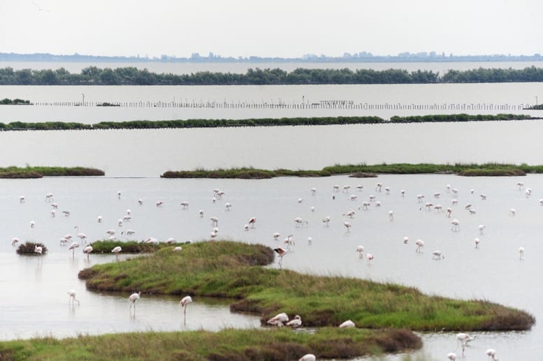 flamingo lagoon landscape po delta