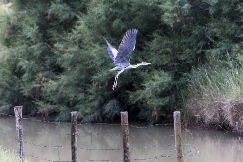 egret flying delta po