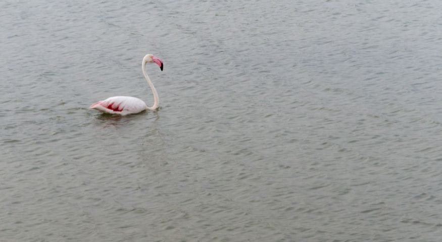 flamingo swimming lagoon
