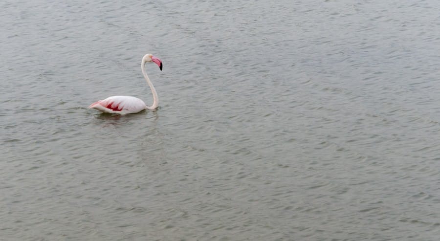 flamingo swimming lagoon