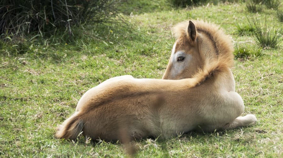 baby camargue cavallo po delta