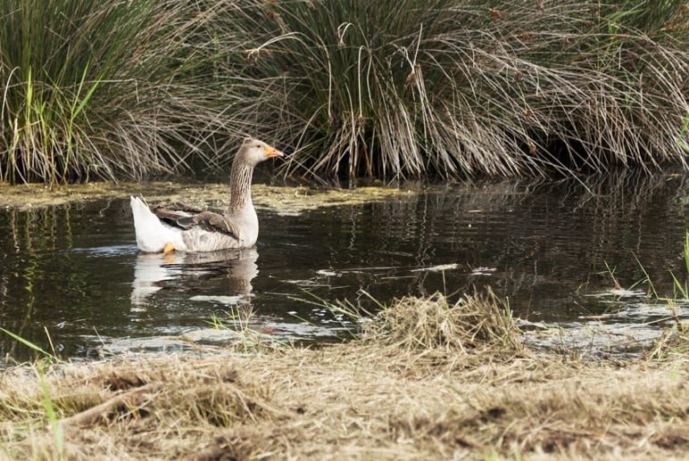 goose swimming pond